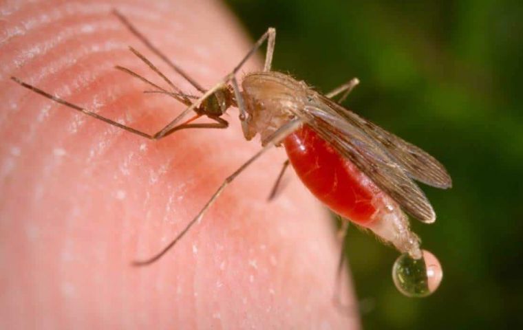 Cases of dengue on the rise in Brazil