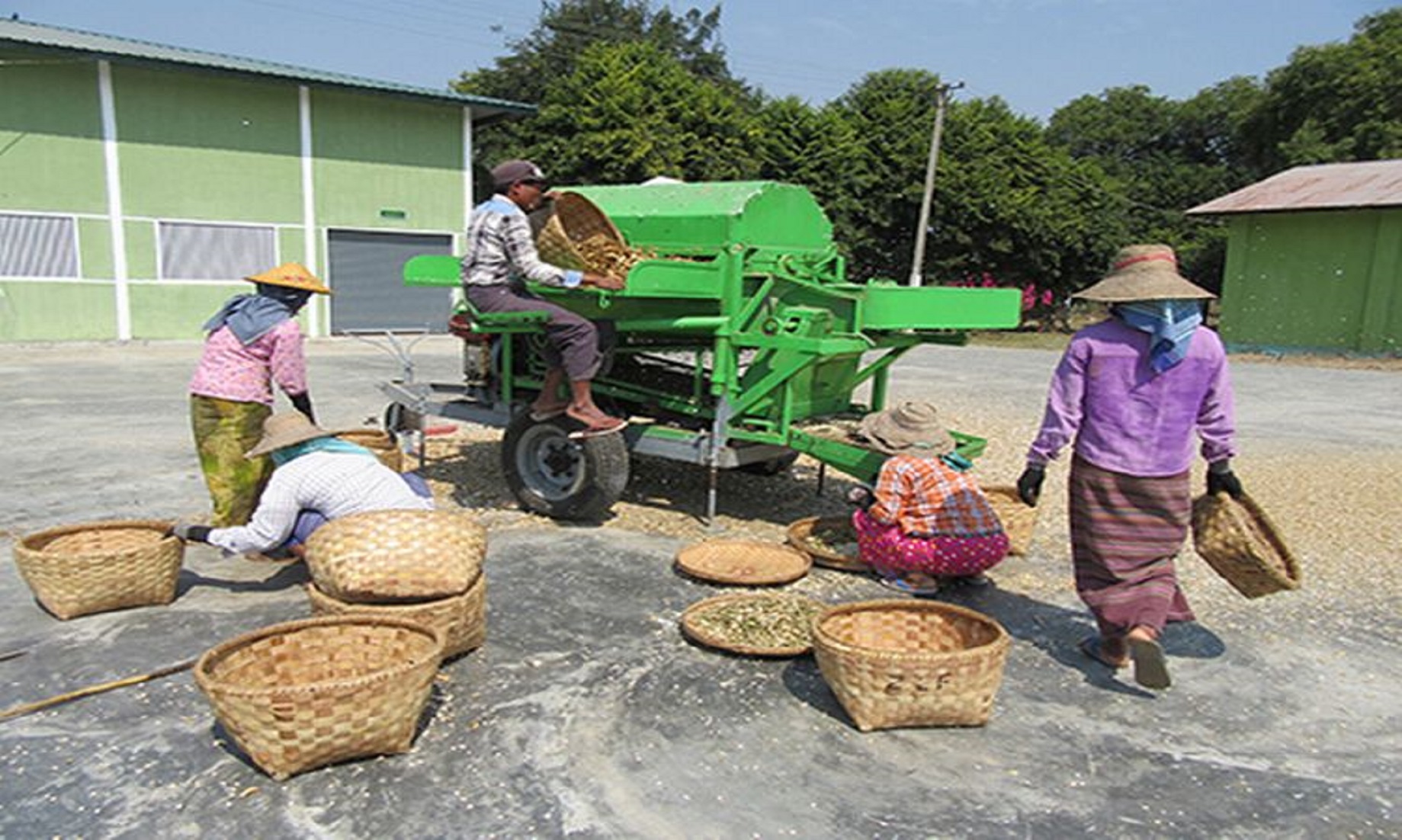 Myanmar’s Farmers Provided With Macadamia Saplings, Husking Machines Under LMC Special Fund