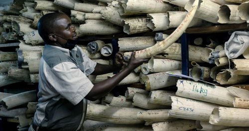 Zimbabwe seeks EU backing to sell $600M worth of ivory