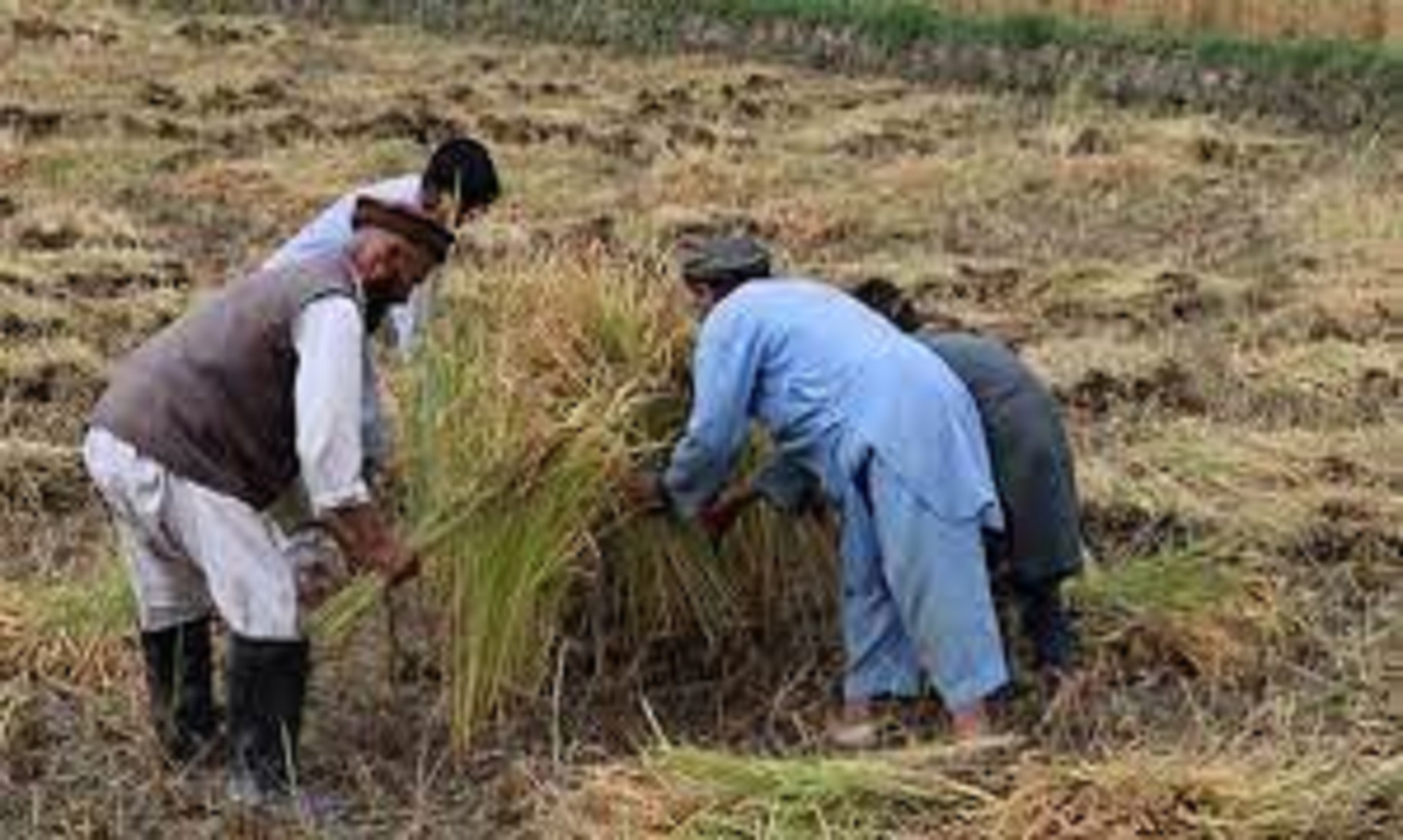 Afghanistan’s Rice Farmers Struggle To Feed Their Hungry Nation