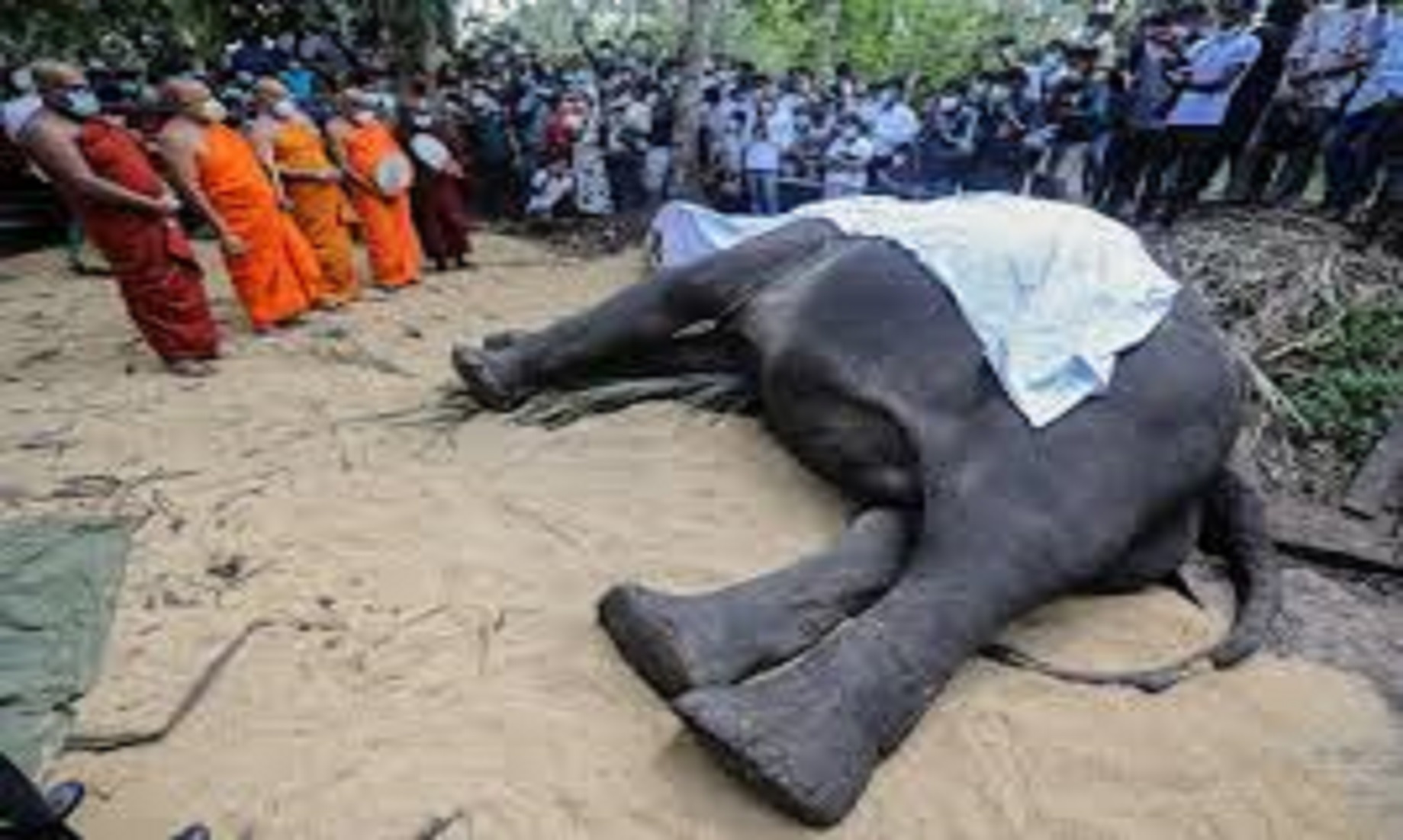 Sri Lanka Declares Dead Indian Elephant National Heritage