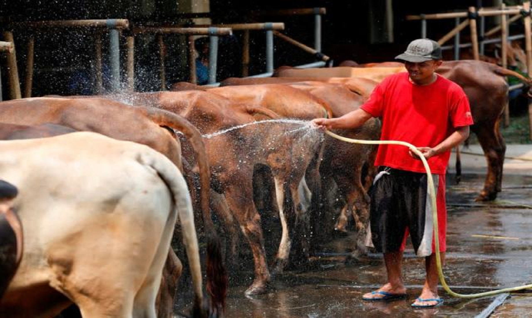 Indonesia To Provide 28 Million Vaccine Doses Against Foot-And-Mouth Disease