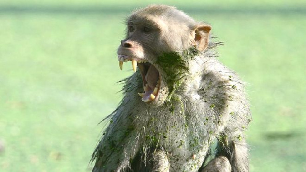 Monkeys snatch breastfeeding baby from mother in Tanzania; baby rescued but died in hospital