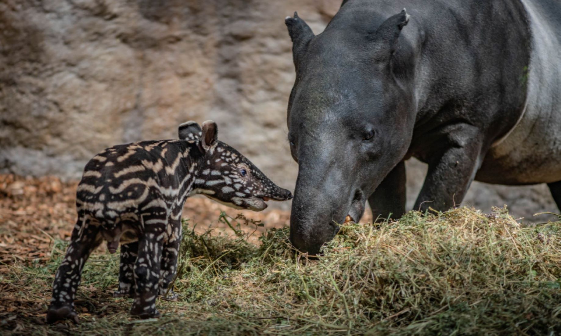 Primitive Rare Tapir Born In Sumatra Zoo