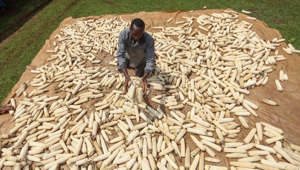 Kenya lowers cost of maize flour amid hunger crisis
