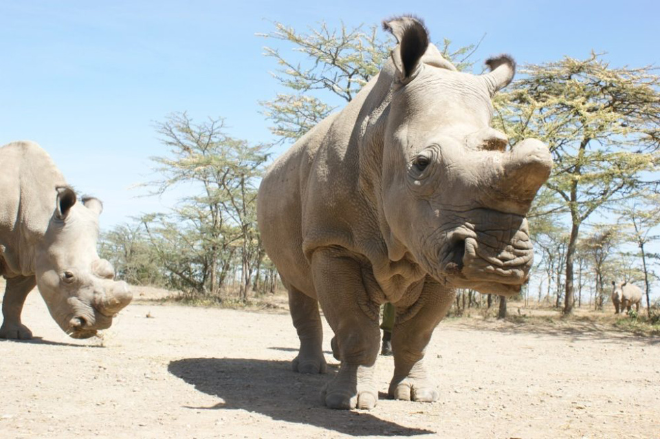 White rhinos return to Mozambique park after 40 years