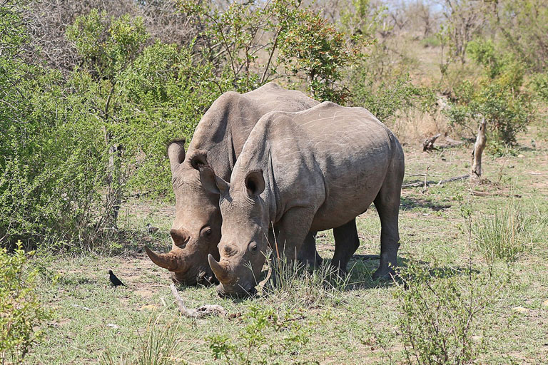 South Africa: Rhinos killed, poachers arrested in Kruger Park