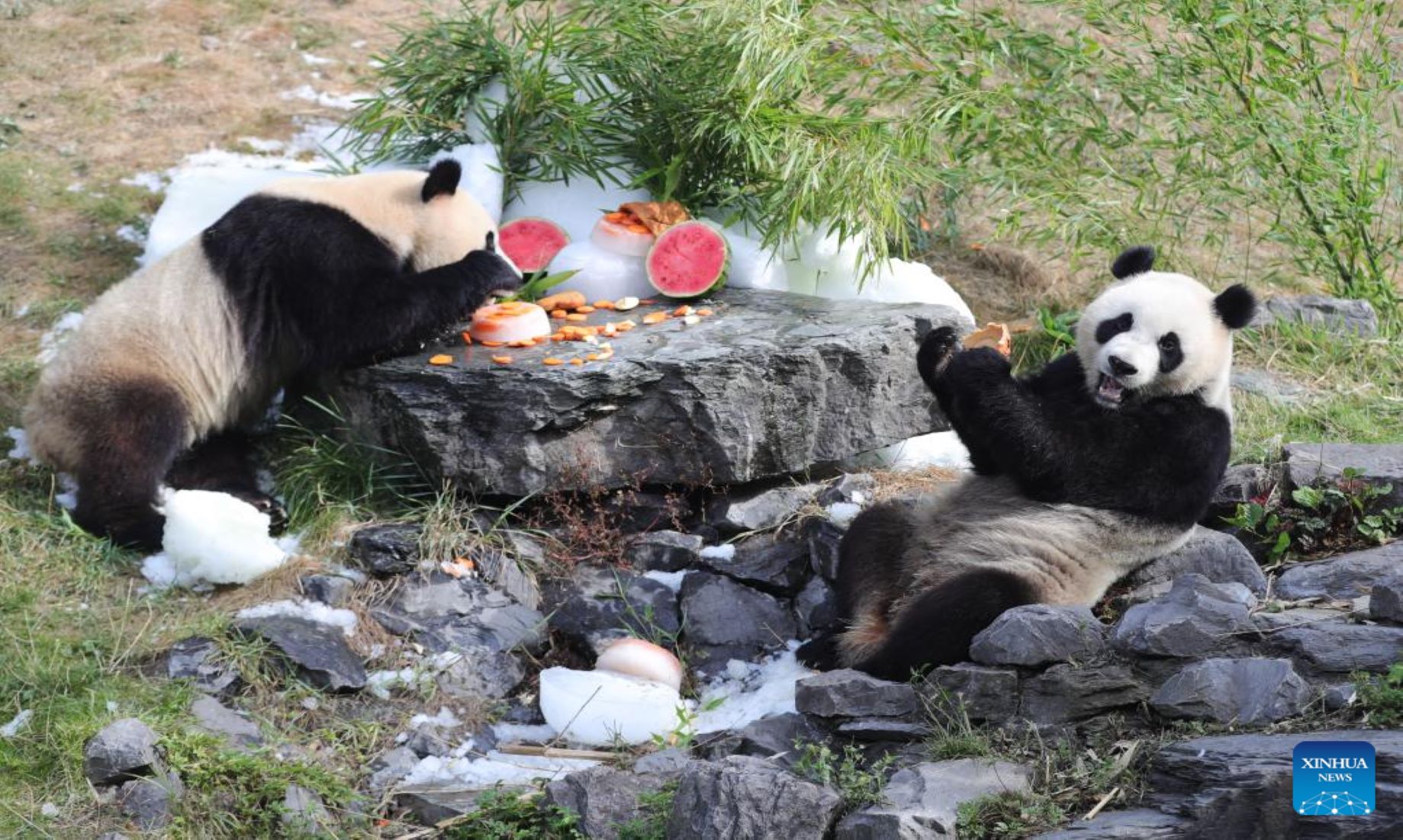 Giant Panda Twins Celebrated Third Birthday In Belgium