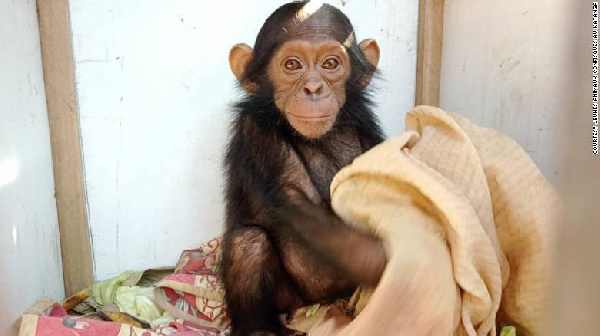 DR Congo: Three baby chimps kidnapped from a sanctuary, abductors are demanding a ransom – first case in the world