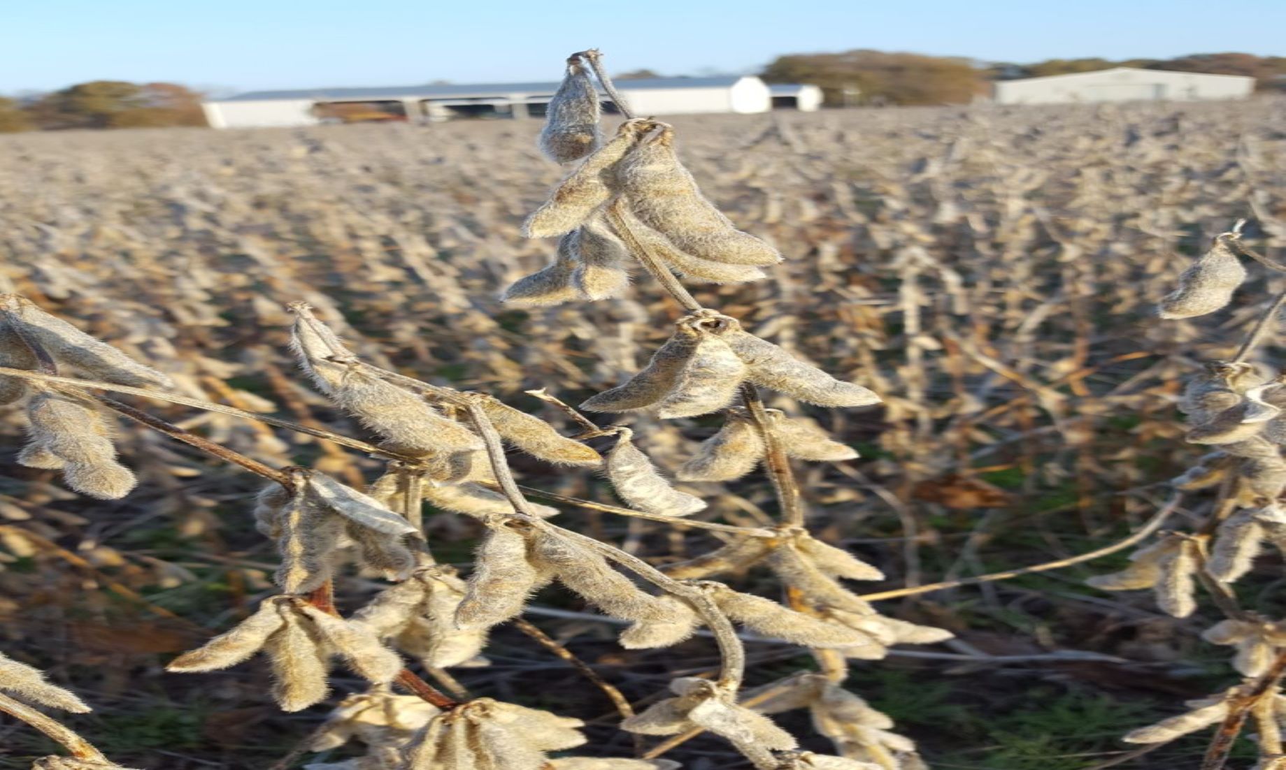 Indonesia Took Steps To End Dependence On Soybean Imports