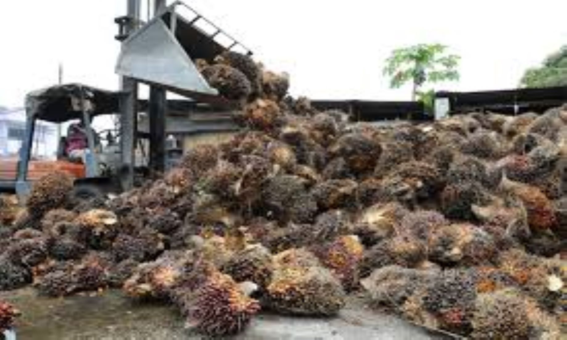 Malaysia’s Palm Oil Stocks Rose To 2.09 Million Tonnes In Aug