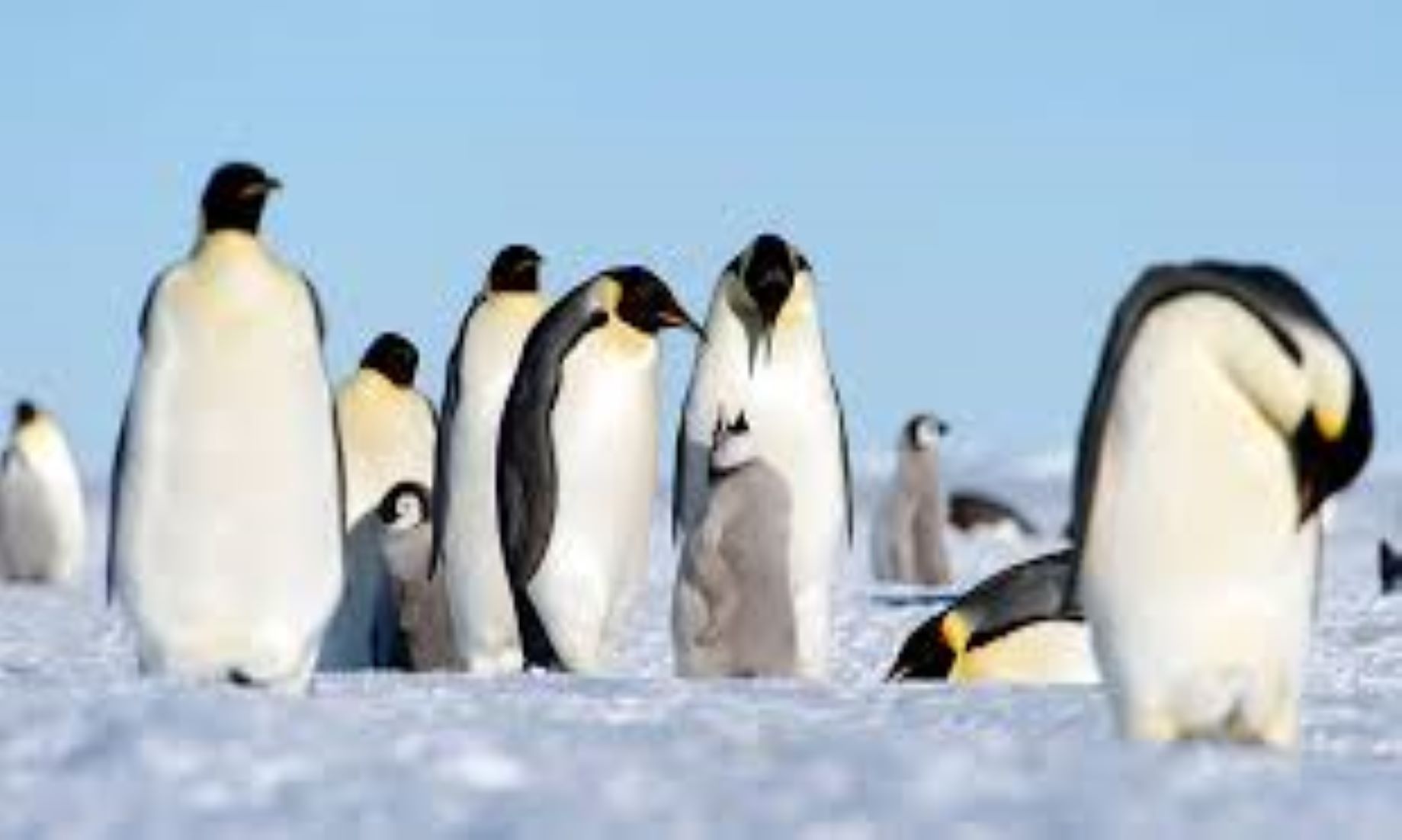 Iconic Emperor Penguins Face Extinction By 2050: Australian Scientist