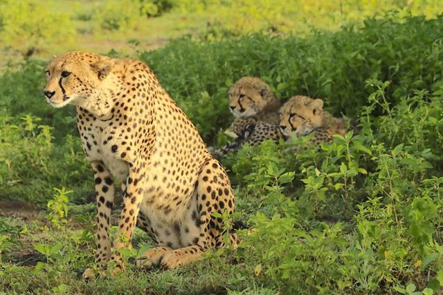 Cheetahs reappear in India’s wild after seven decades