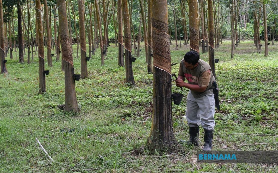 Malaysia natural rubber production up 21.2 pct in July
