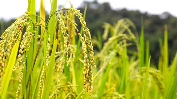Zanzibar to pay Thai company $69m for rice bought in 1988