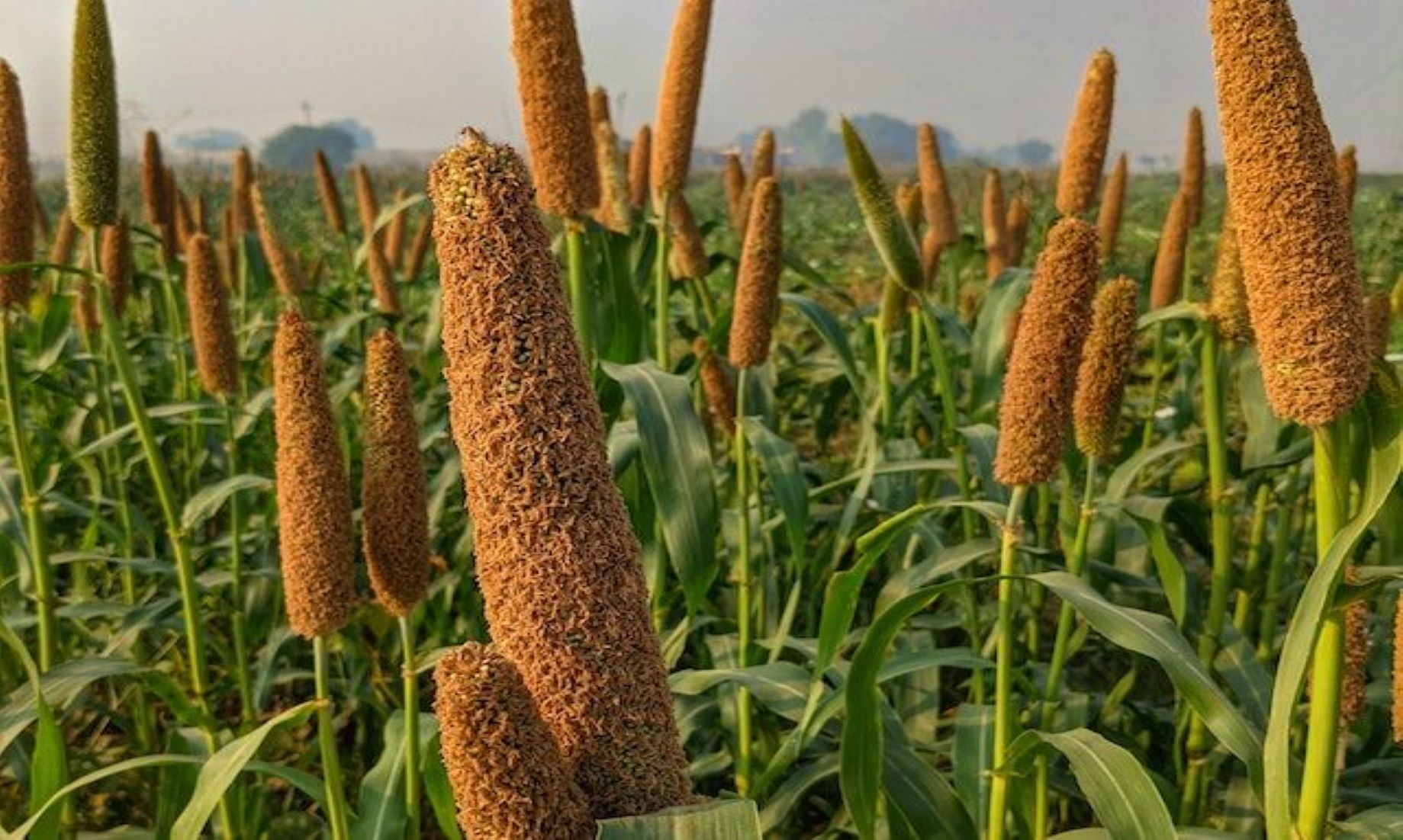 Indian FM Said Millet Increasingly Important For Food Security
