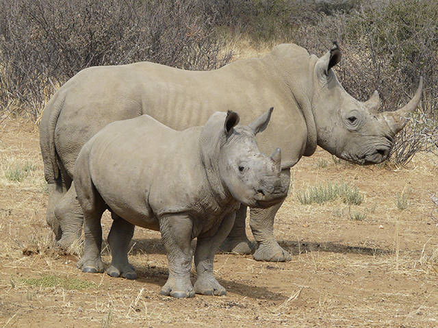 Namibia to intensify fight against wildlife crime during festive season