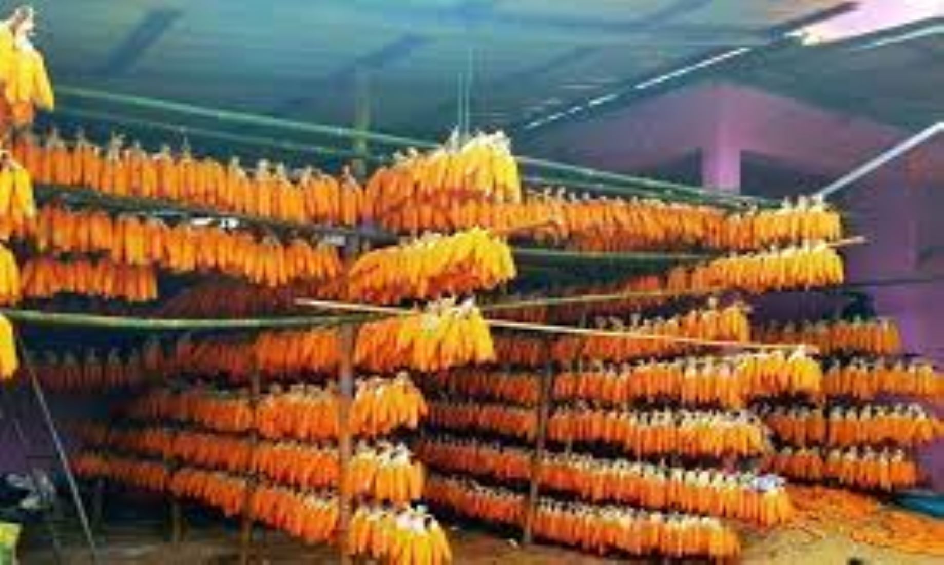 Myanmar Exported Over 177,000 Tonnes Of Corn In Oct