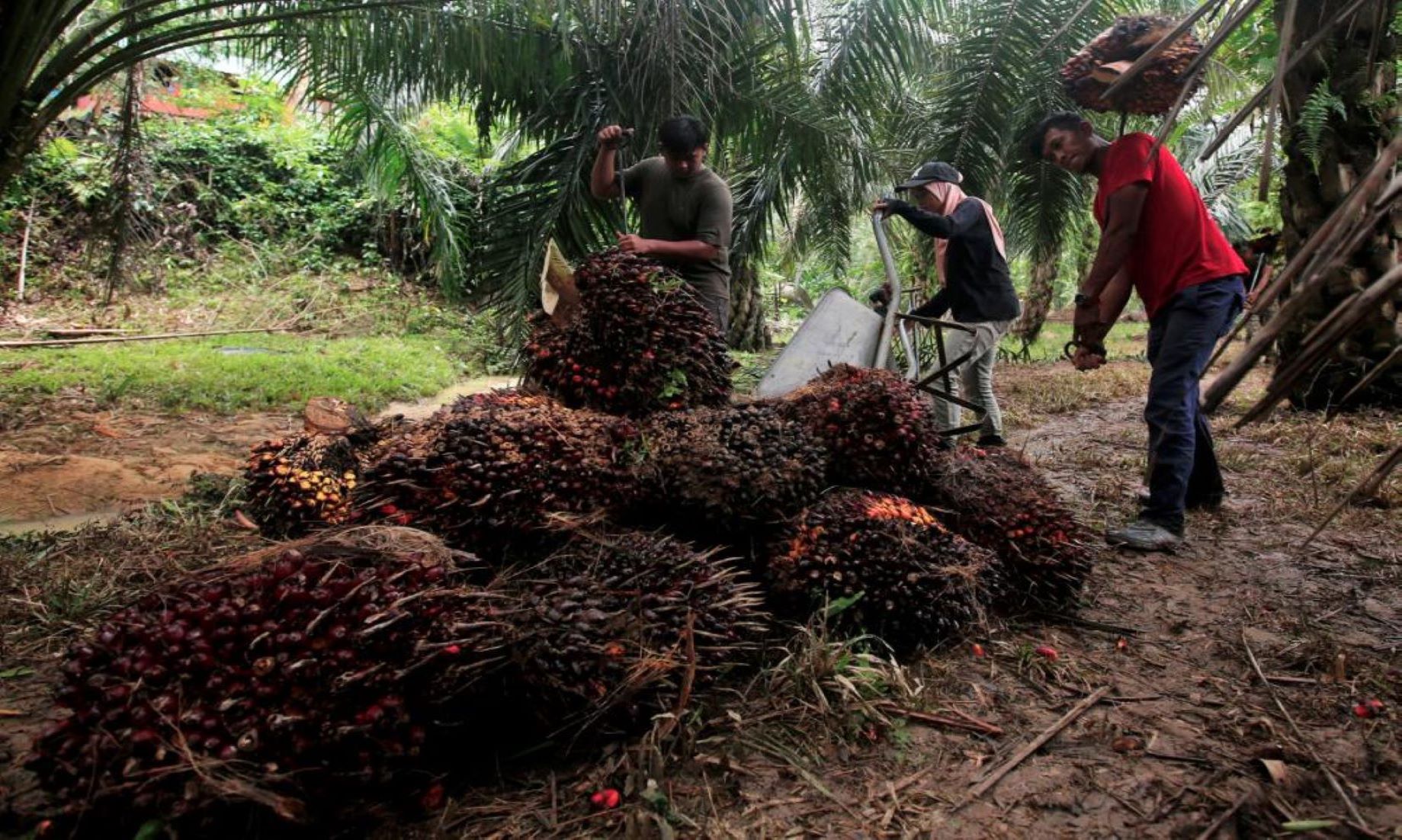 Fitch Solutions Trimmed Palm Oil Short-Term Price Forecasts