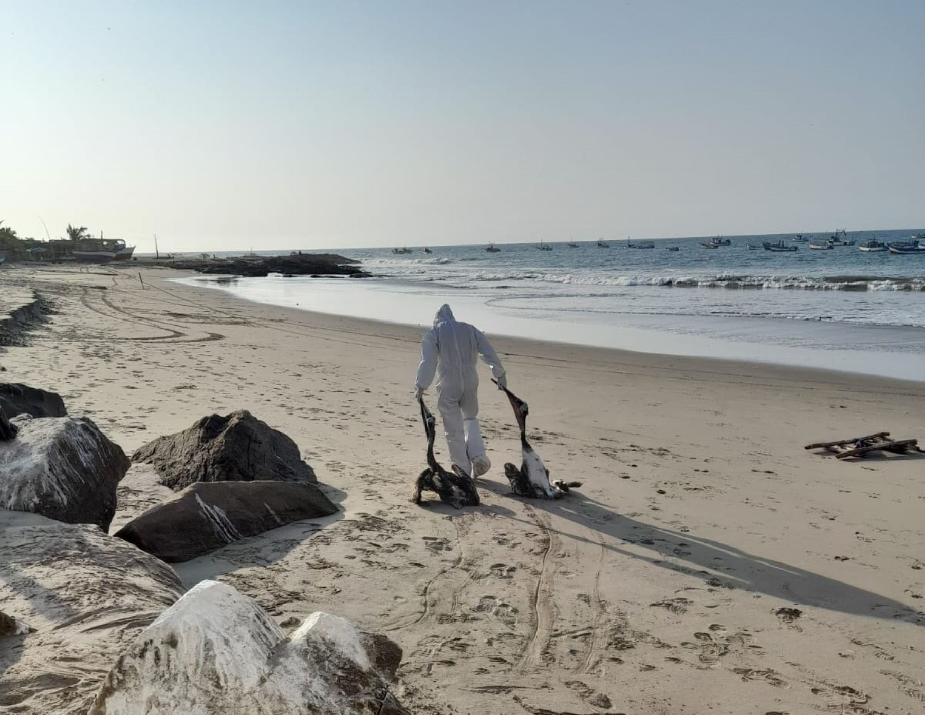 Bird flu in Peru: Municipalities will limit access to beaches to avoid human infection