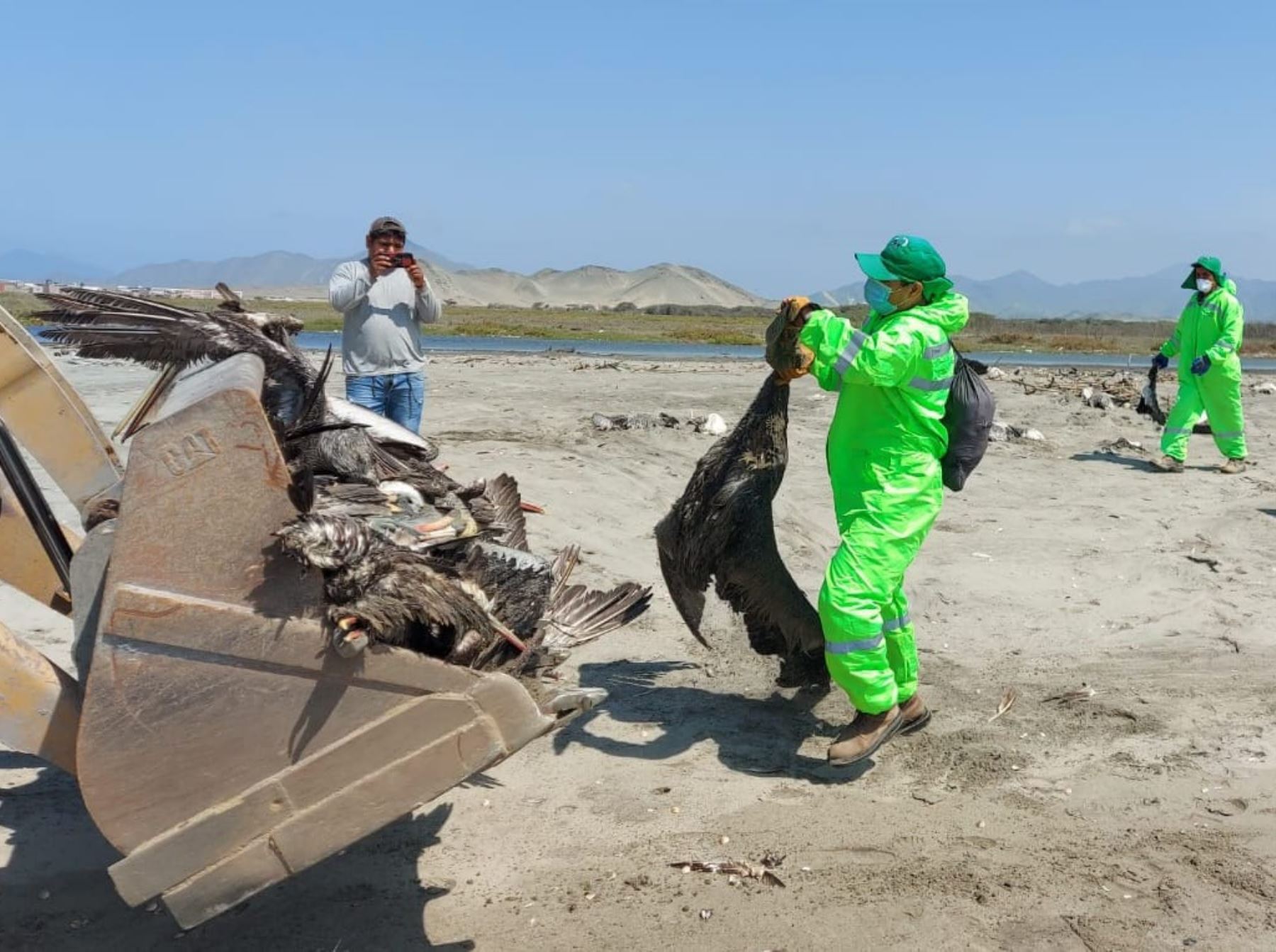 Bird flu in Peru: Over 1,500 dead birds buried to safeguard health of population