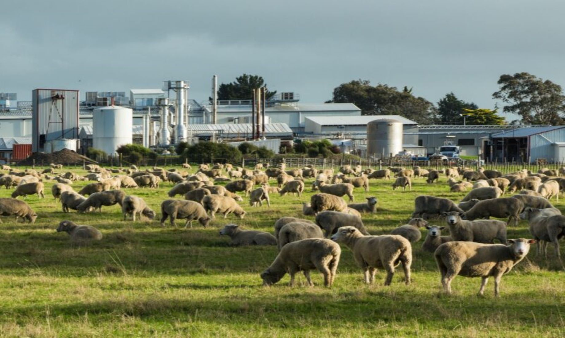 New Zealand’s Food, Fibre Exports To Reach New Record High