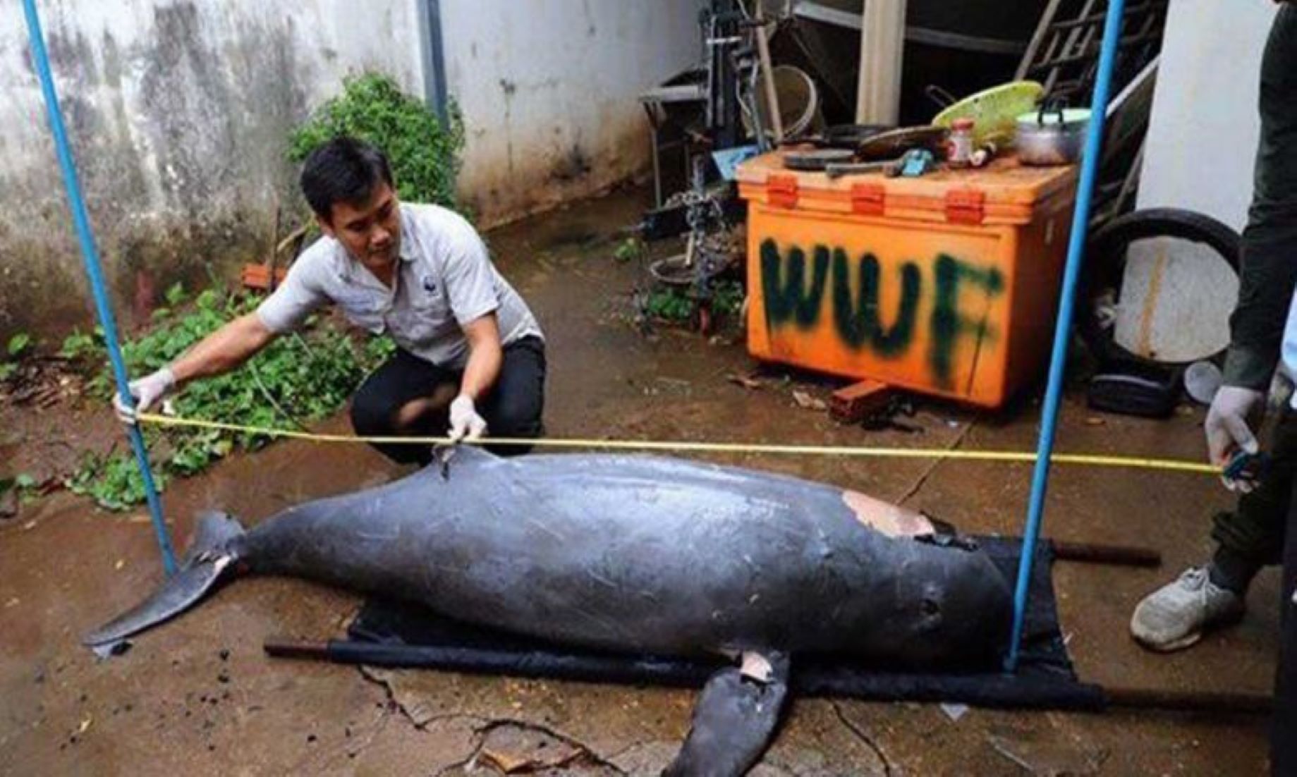 10 Rare Mekong River Dolphins Recorded Dead In Cambodia In 2022: Conservationist Group