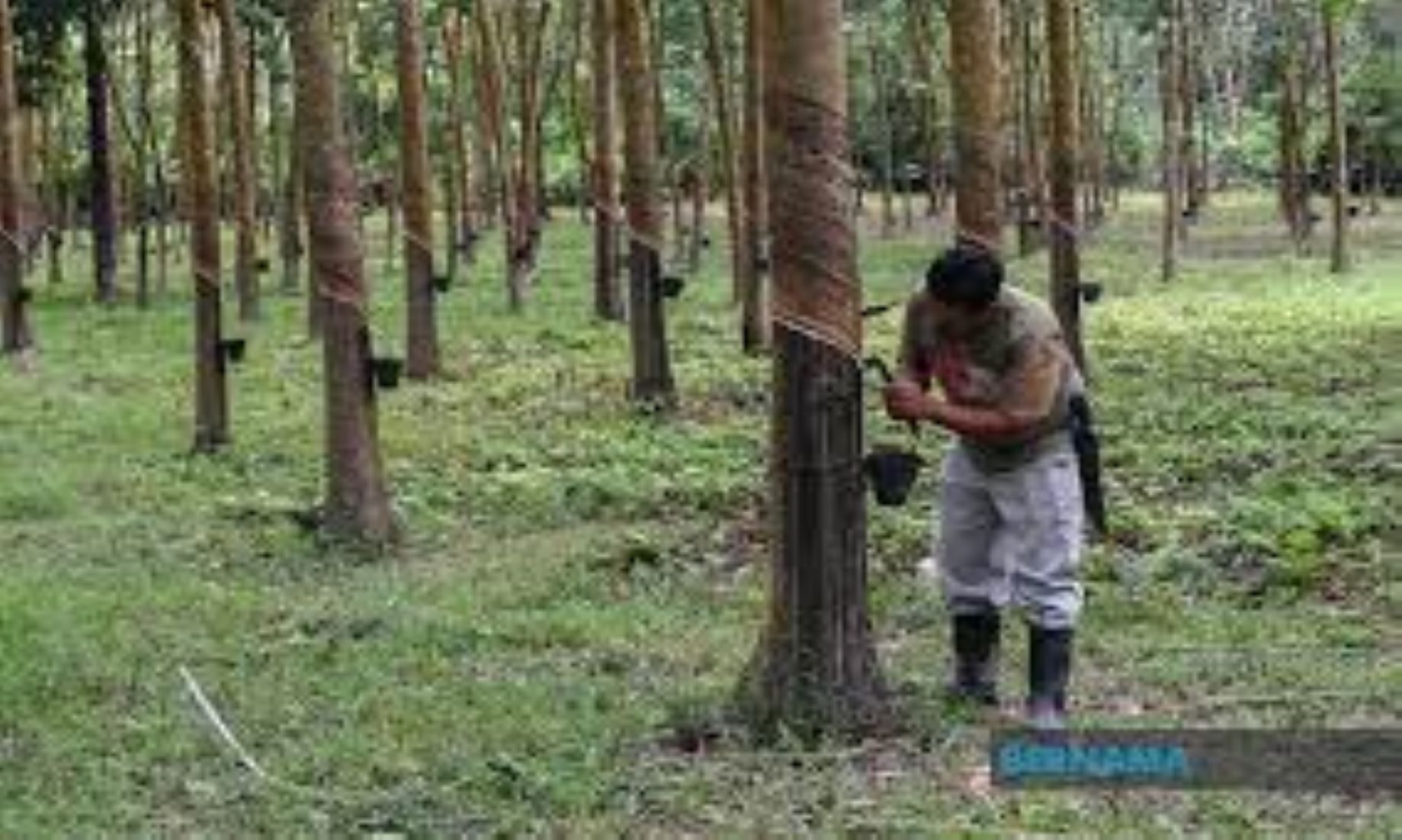 Malaysia’s Natural Rubber Production Fell 10.3 Percent In Oct