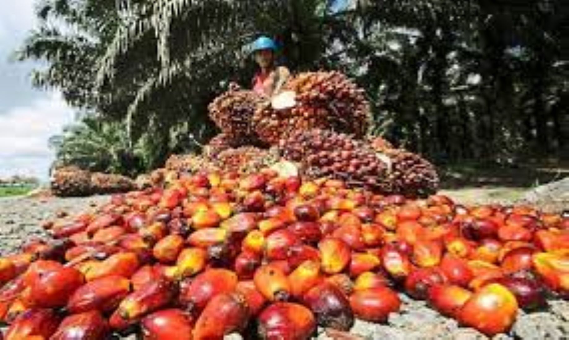 Malaysia’s Palm Oil Stocks Down 4.98 Percent Month On Month In Nov