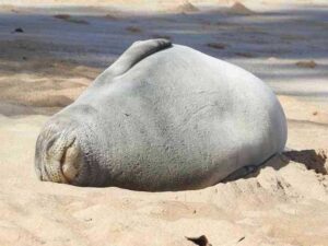 1,700 dead seals found on Russia´s Caspian coast