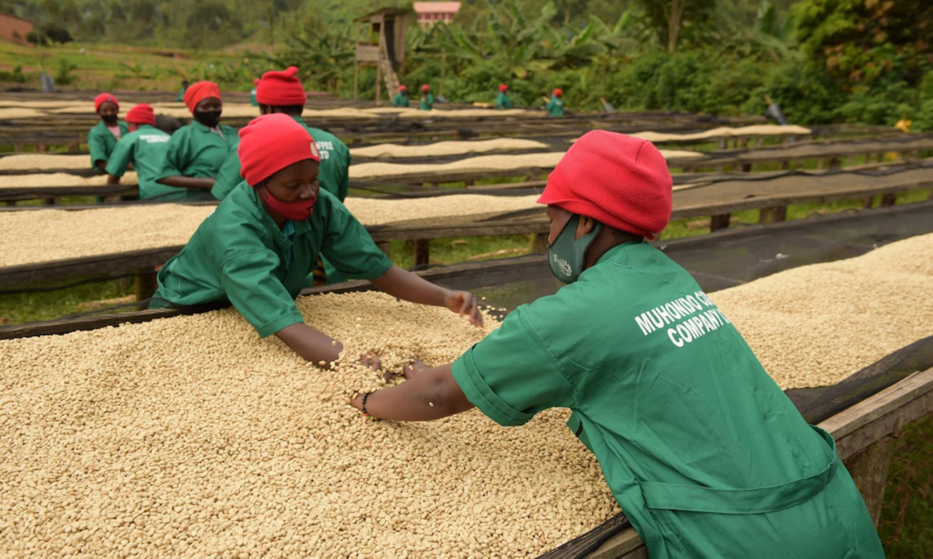 PNG To Implement New Policies To Boost Coffee Growing Industry