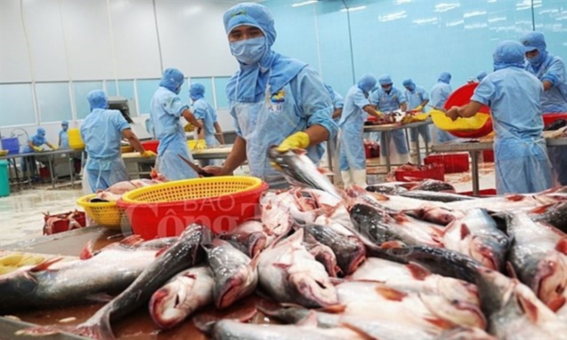 Vietnam’s Tra Fish (Catfish) Exports To Hit Record High This Year