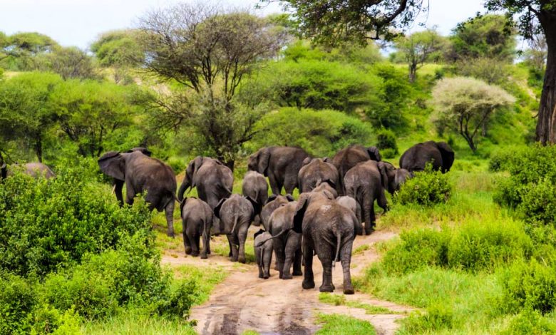 Animal-human conflict: We must protect our wildlife resources – Tanzanian Pres Samia Suhulu