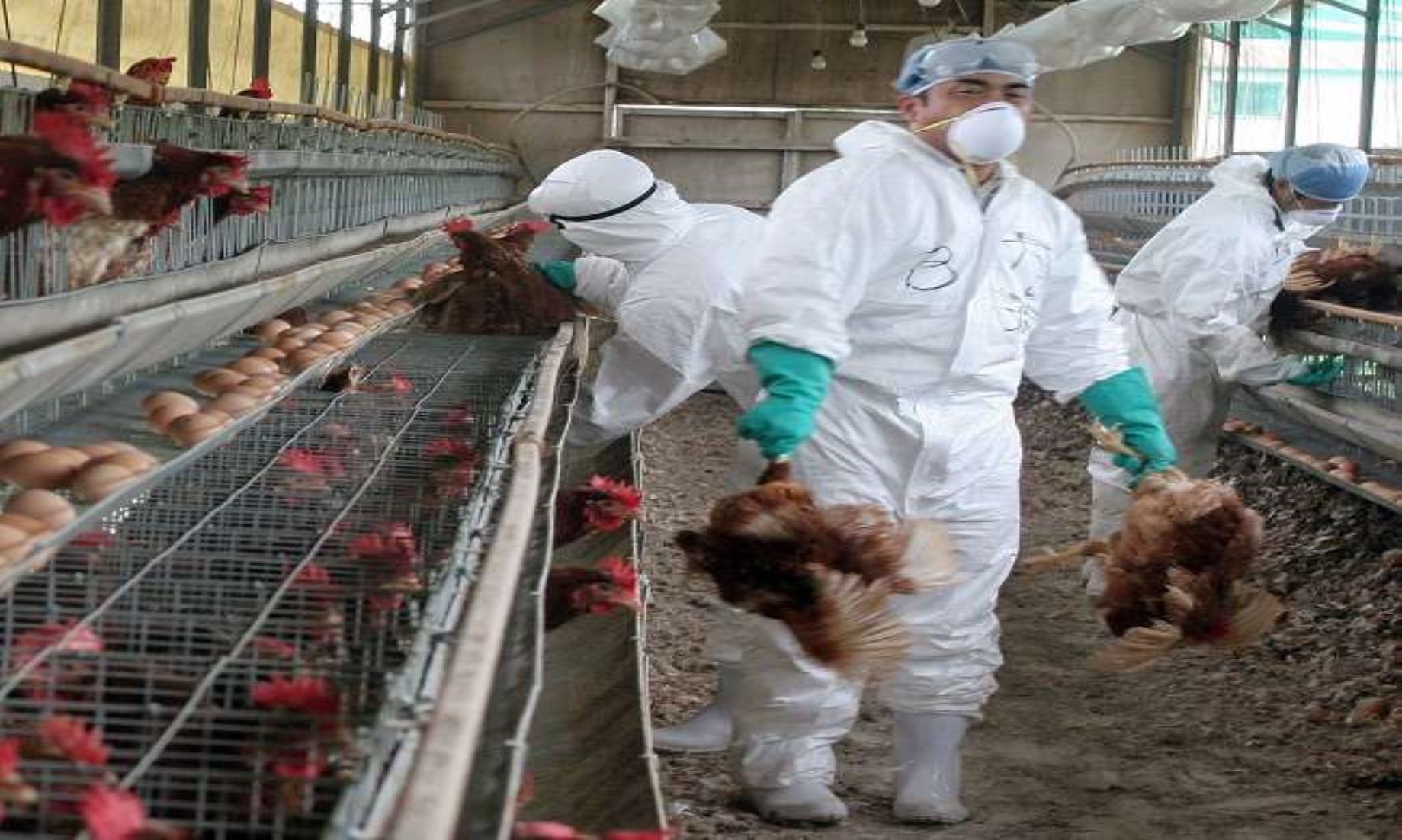 50,000 Chickens To Be Culled At Bird Flu-Hit Farm In Denmark