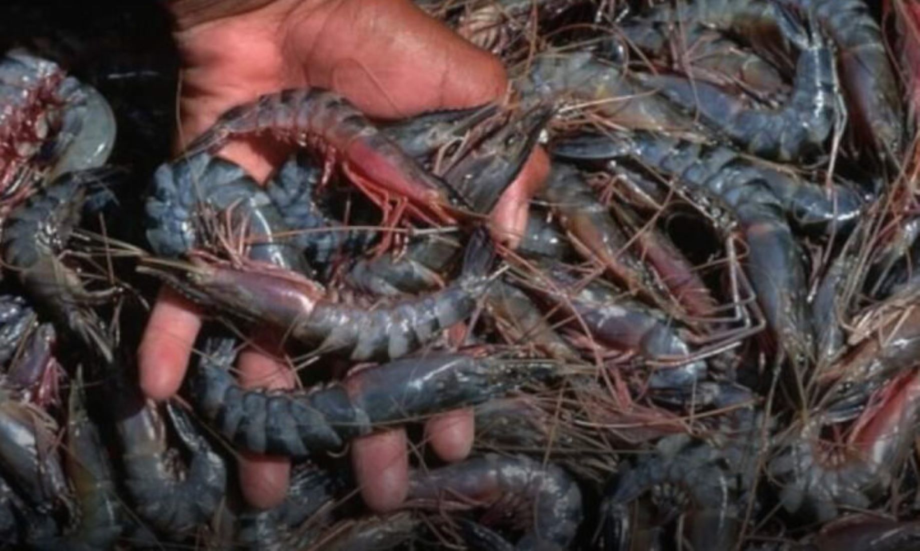 Myanmar Exported Over 12,000 Tonnes Of Shrimps In Nine  Months