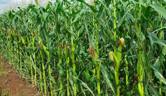 Kenya: State agencies assure consumers genetically modified maize is safe for consumption