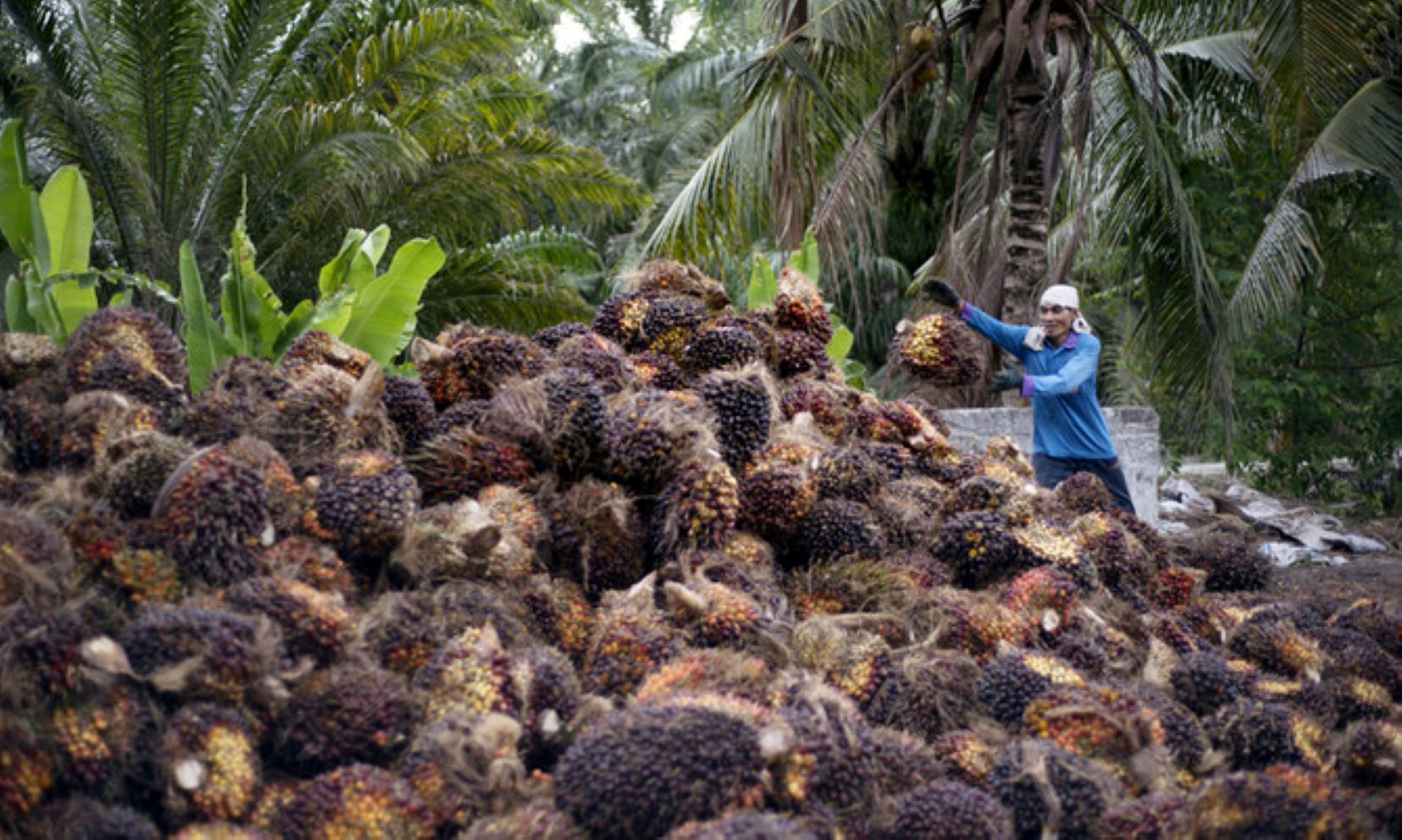 Malaysia Keeps Feb’s Crude Palm Oil Export Tax At Eight Percent