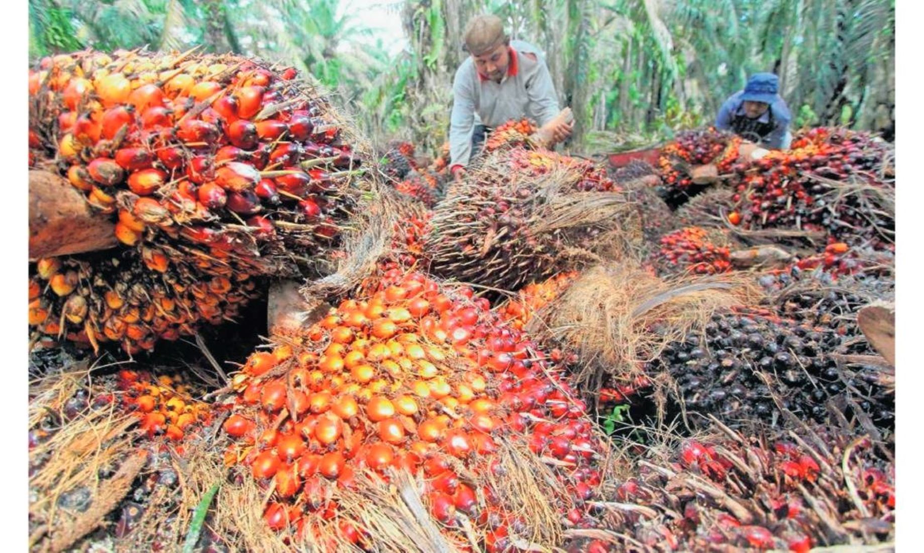 Malaysian Palm Oil Industry To Focus On Friendly Trade Partners: Minister