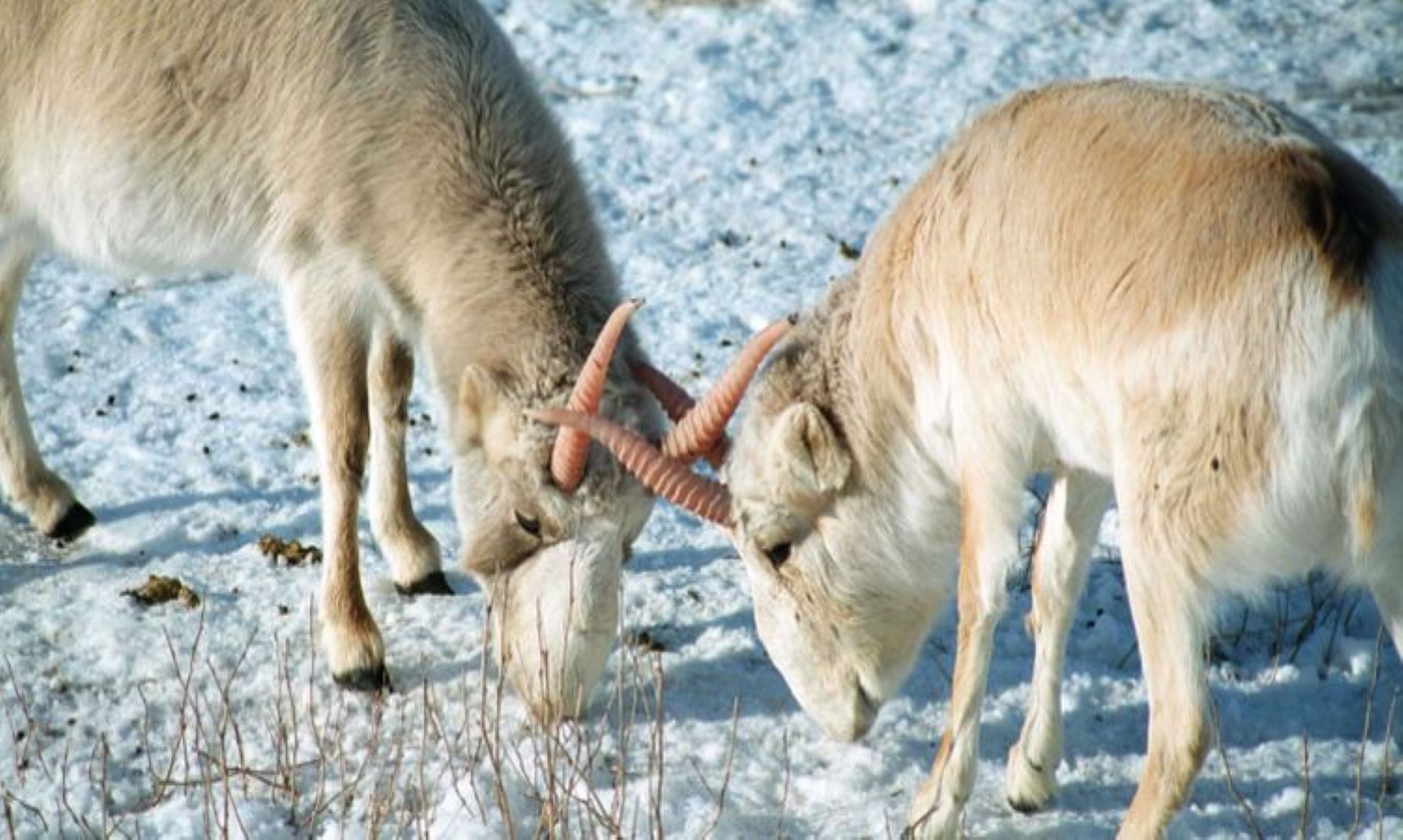 Outbreak Of Sheep, Goat Plague Reported In Mongolia