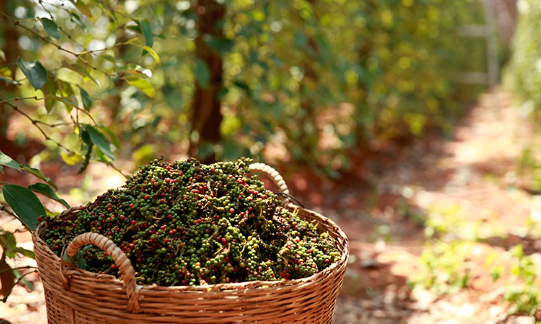 Cambodia’s Export Of Famous Kampot Pepper Down 30.7 Percent In 2022