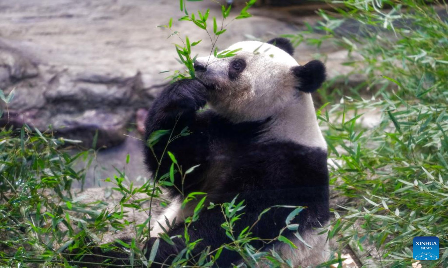 People In Tokyo Flocked To Say Goodbye To Beloved Giant Panda Xiang Xiang