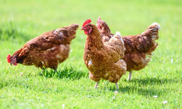 Paraguay on alert due to “imminent risk” of bird flu outbreak
