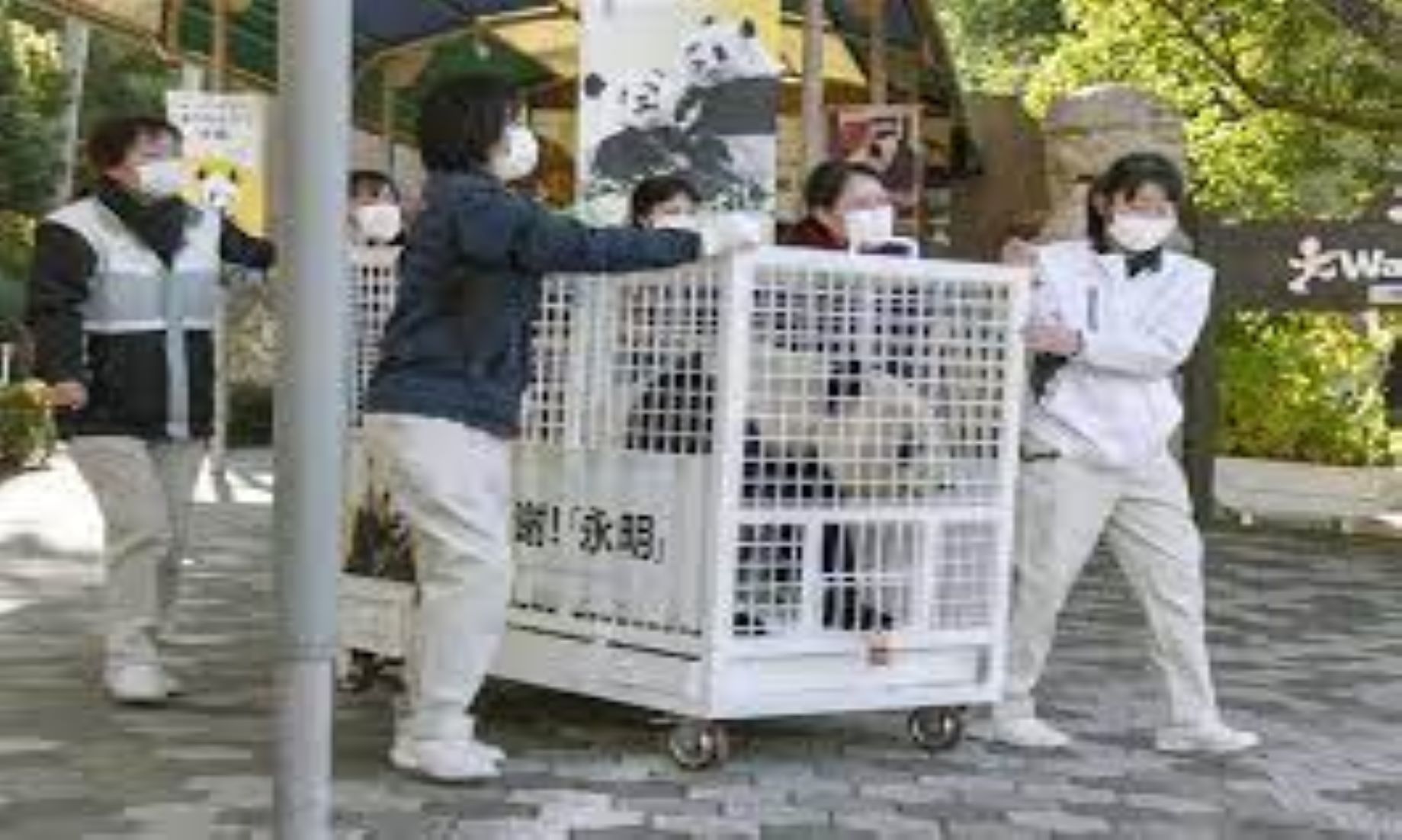 Three Pandas At Japan’s Wakayama Park Returned To China