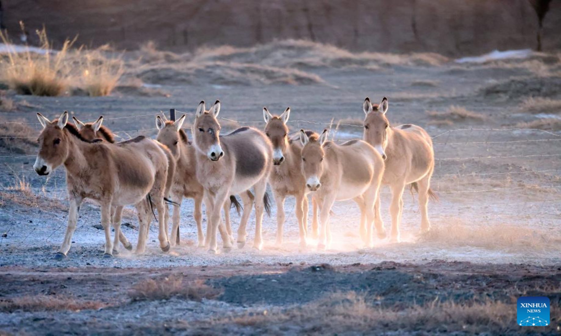 Rare Wild Donkeys Spotted Near China-Mongolia Border