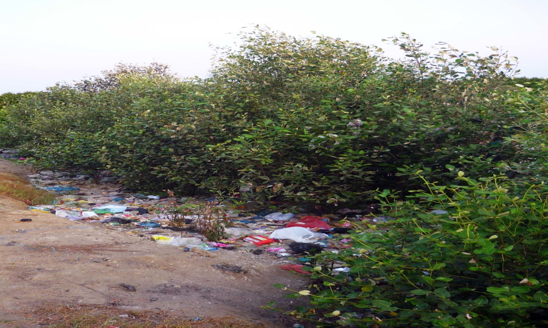 Bangladesh To Ban Single-Use Plastic Items In Mangrove Forest