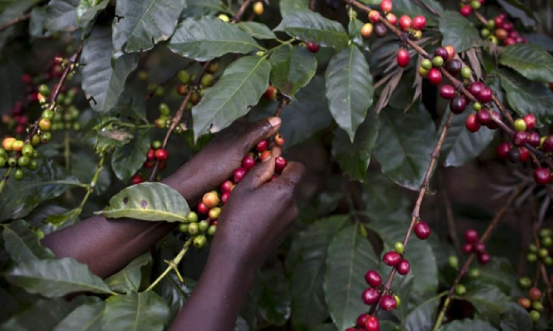 Increasing Climate Hazards Pose Threat To Coffee Production: Australian Study