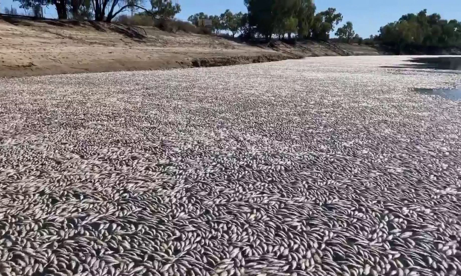 Emergency Operations Centre Activated, Following Mass Fish Deaths In Australian State
