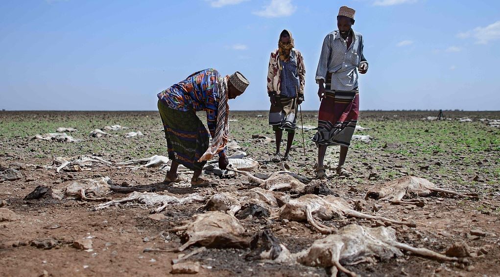 UN agency says over 9.5 mln livestock died across drought-affected Horn of Africa countries