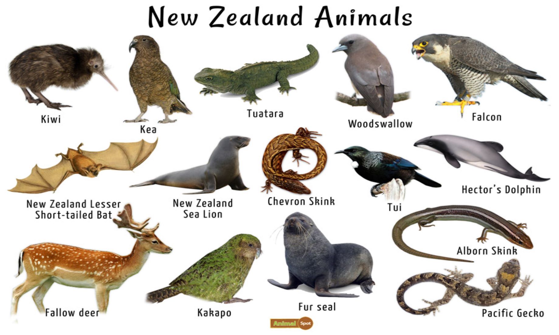 Three-Quarters Of New Zealand’s Indigenous Species At Risk Of Extinction