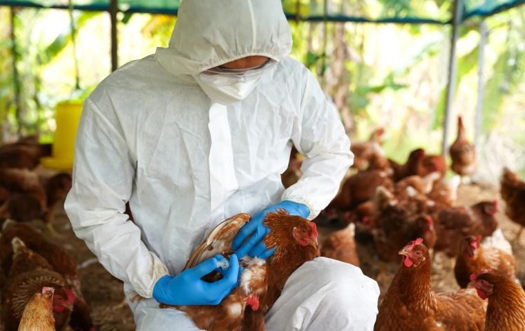 First human case of bird flu reported in Chile